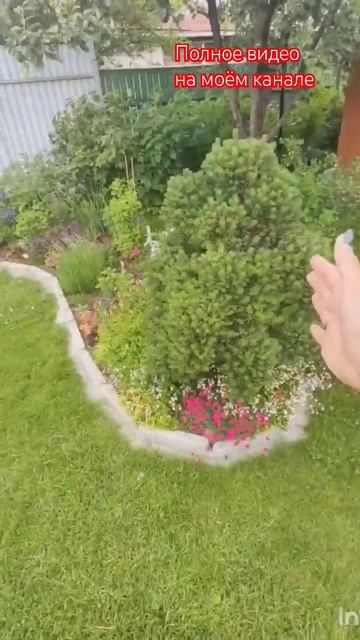 Хвойные в моём саду.