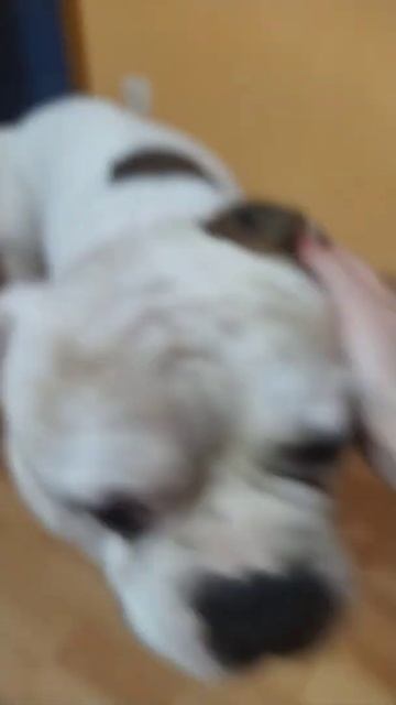 Собака-ЛЕНИВЕЦ смотреть онлайн