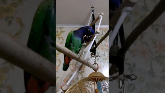 попугай Григорий. смотреть онлайн