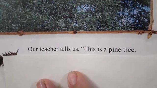 Grade 1 Home Reader Book : "The Forest" смотреть онлайн