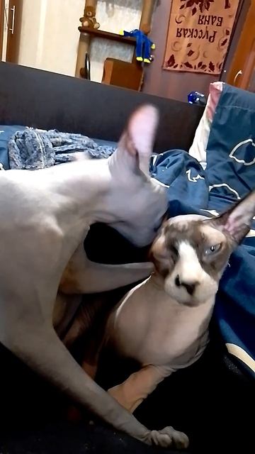 Сфинксы, самые милые смотреть онлайн