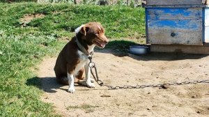 Маленькие собачки✅ бегают на цепи❗❗❗ Small dogs✅ run on a chain❗❗❗