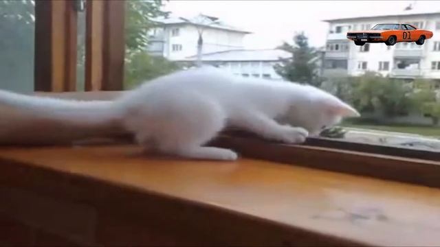 Заботливая кошечка ))) смотреть онлайн