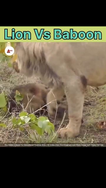 Lion vs Baboon #animals #facts #shorts #shortvideo #aghastfacts смотреть онлайн