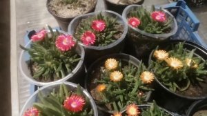 Делосперма вегетативная:  какая рассада у меня получилась. Уход и особенности.