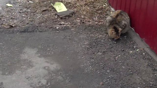 Пульт управления котейкой смотреть онлайн