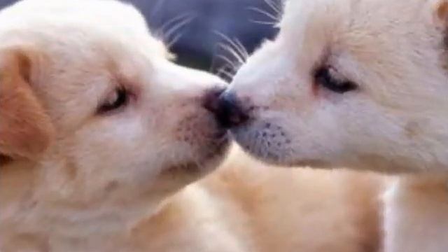 Ну как вам собаки - барабаки🐶🐩 смотреть онлайн