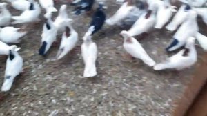 Армянские голуби.  Франция (3)