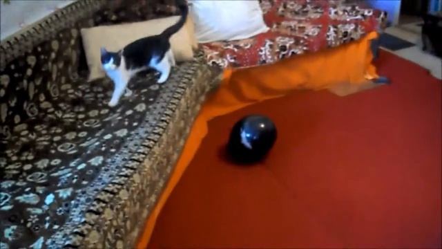 Четвероногая звезда футбола!))) смотреть онлайн