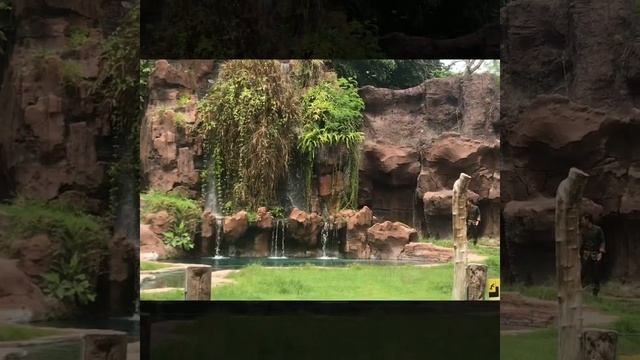 БАЛИ Шоу тигров, серия 7 смотреть онлайн