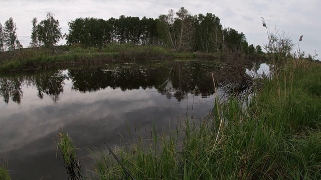 Летняя рыбалка. Ловля щуки! Зрелищная рыбалка! Щука на воблеры и на неогрузку. Рыбалка2020. смотреть онлайн