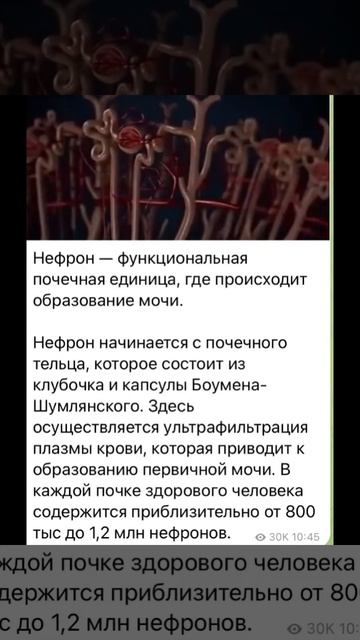 Human body: Нефрон/03.03.23 16:39 смотреть онлайн