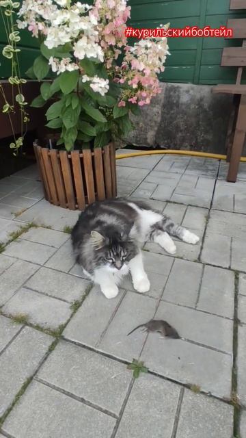 Курильский бобтейл отличный мышелов.