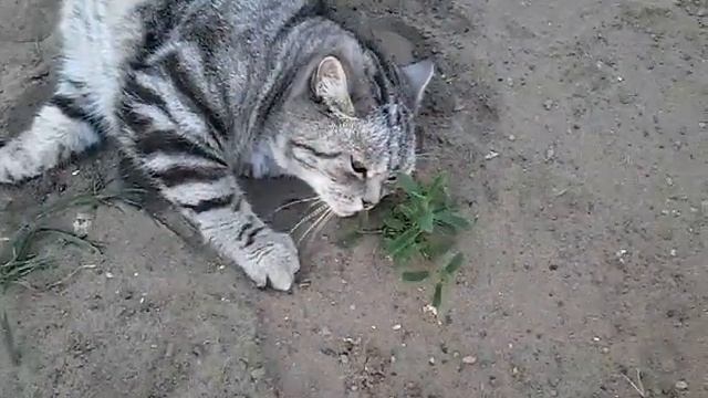 Прогулка смотреть онлайн