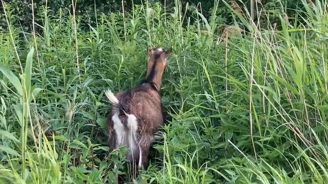 Пастбище для коз и козлят/знакомство с женихом смотреть онлайн