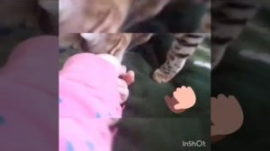 Ка научить кошку команде ко мне и суслик!!!)😇😊   (1 часть)