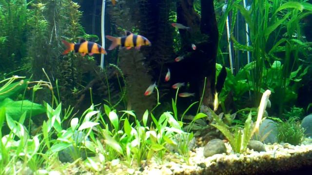 Rummy nose tetras смотреть онлайн