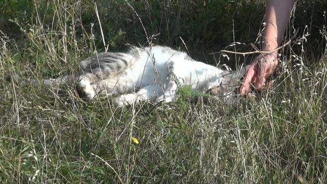 Смешной молодой кот дурачится в траве смотреть онлайн