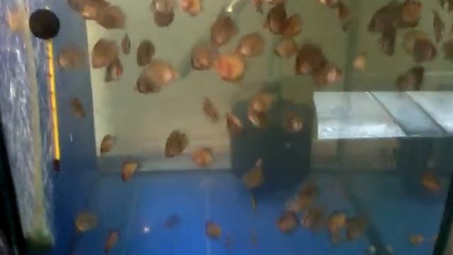 Дискусы малышня на разводне akbapuym33 смотреть онлайн