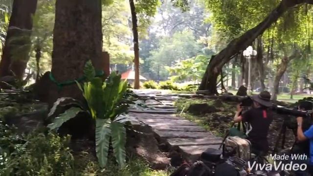 100 of the big camera just for small birds смотреть онлайн