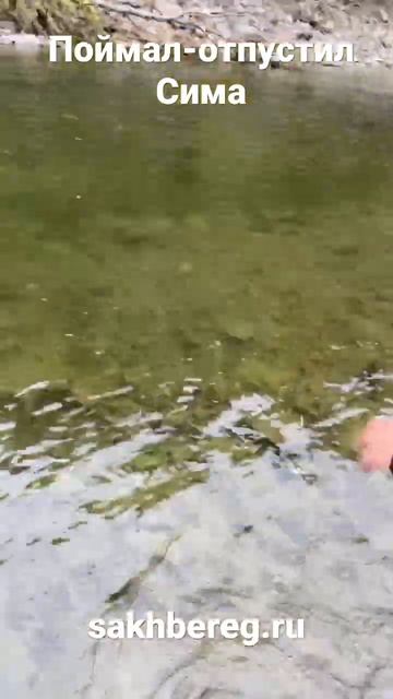 Спортивная ловля Симы. Рыбалка на Сахалине #сима #поймалотпусти #рыбалка #сахалин смотреть онлайн