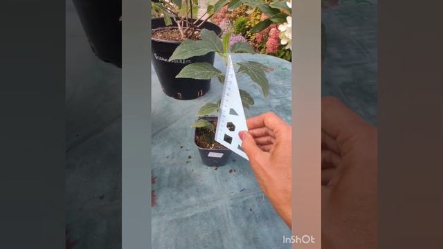 Граундбрекер/Groundbreaker начинает цвести , обзор саженцев. Ампельный колеус.