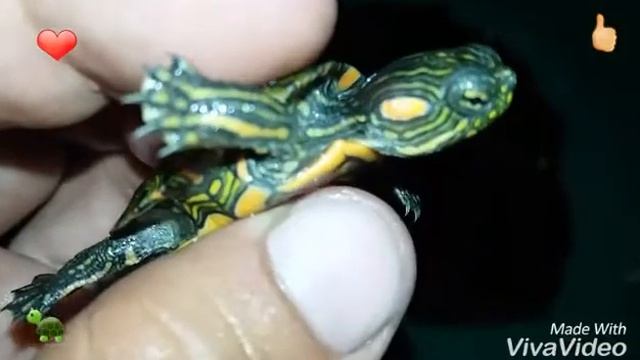 Nueva integrante 🐢❤ trachemys callirostris смотреть онлайн