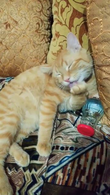 Боже 😍 как красиво Котик умывается очень мило 😻😻😻 кот Семен Мяу смотреть онлайн