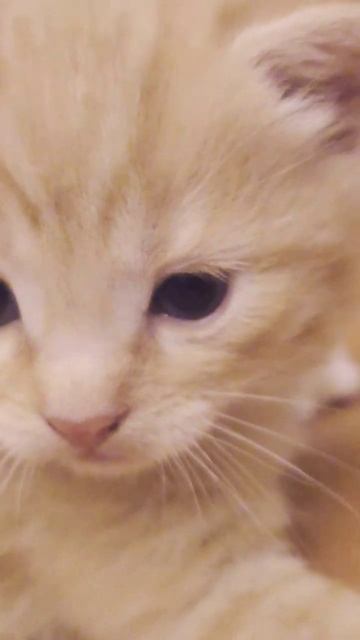 Котёнок смотреть онлайн
