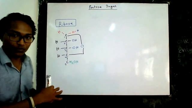 5. Pentose Sugar ( Ribose & De-oxyribose ) смотреть онлайн