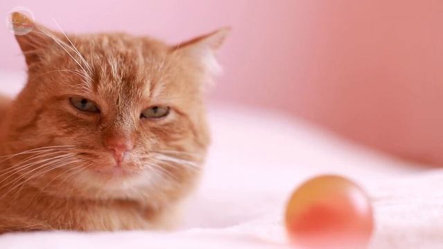 24 Hours Anti-Anxiety Music for Cats: Cat TV & Videos to Prevent Separation Anxiety with Music Cats смотреть онлайн