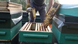 медосбор с люцерны закончился ,снимаю магазины