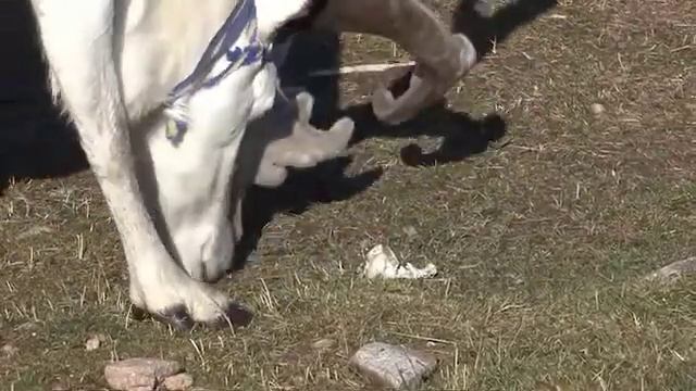 mong0812 041625 1 смотреть онлайн