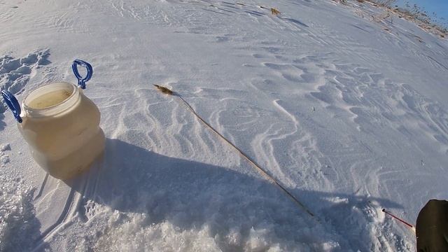 Подготовка к бою с хищником! Ловля живца в ГЛУХОЗИМЬЕ! Плотва (сорожка, чебак), окунь, для жерлицы! смотреть онлайн
