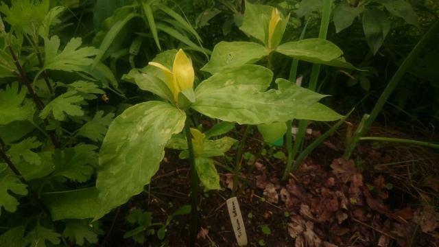 Trillium lutea смотреть онлайн