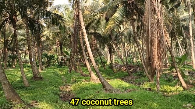 73 cent coconut farm land for sale in kozhinjampara, 22000/ cent смотреть онлайн