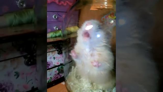Хомячок показывает язык за то что его посадили в банку. смотреть онлайн