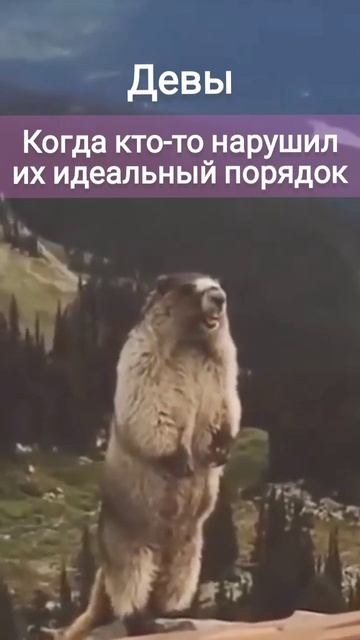 Девы и их отношение к порядку смотреть онлайн