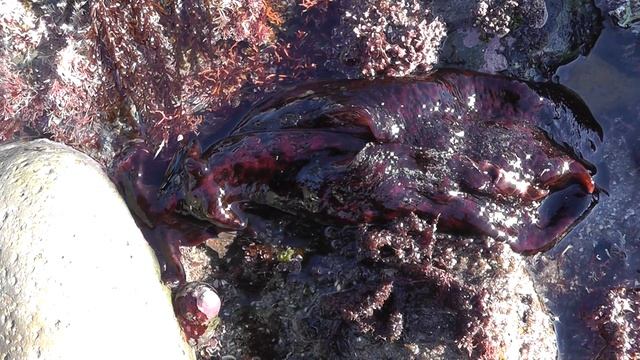 California Sea Hare смотреть онлайн