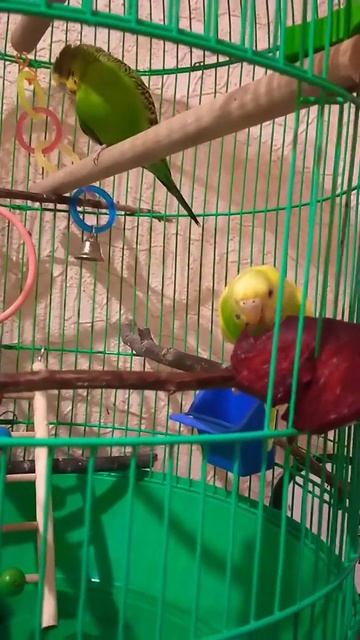 Милка Лунтик на свекле смотреть онлайн