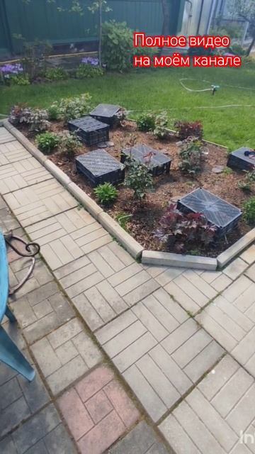 Избавляемся от тли на розах на весь сезон.