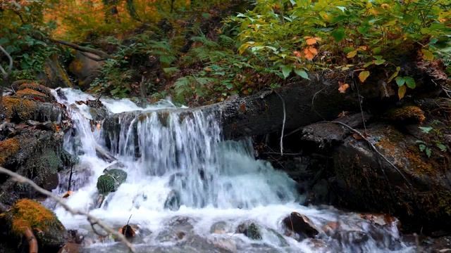Лесная река. Звуки природы для сна смотреть онлайн