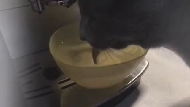 Cat drink water Кот пьёт воду смотреть онлайн