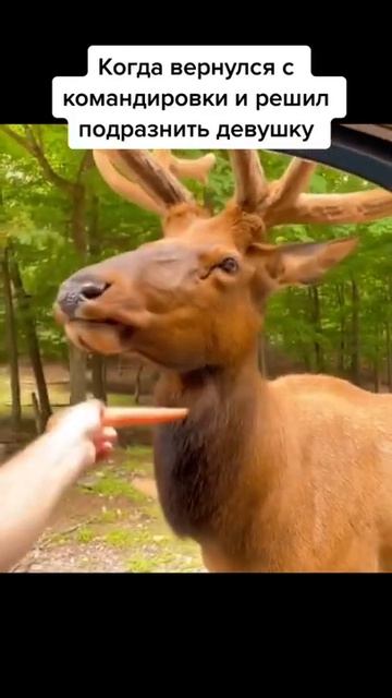 Смешные видео😂| Приколы | Мемы | Тик ток #Shorts смотреть онлайн