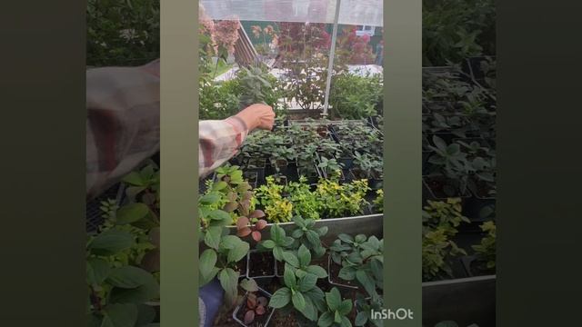 Самарская Лидия (Framboisine) - ограниченное предложение. Видео от 03.10.2023.