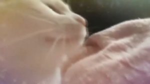 КОТ - ТАНЦУЕТ ПОД МУЗЫКУ Original (Official Video,2021)