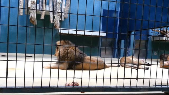 Raor of a lion/рев льва смотреть онлайн