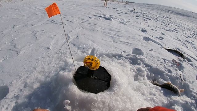 Щука на жерлицы!!! ШОК! Столько ГОРЯЩИХ флажков я НИКОГДА не видел! КРУПНАЯ щука ты где? смотреть онлайн