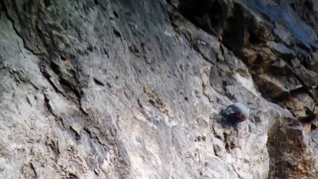 Wallcreeper - Tichodroma muraria - Tichodrome - Rotskruiper / Dinant - Belgium / 4-1-2015 смотреть онлайн