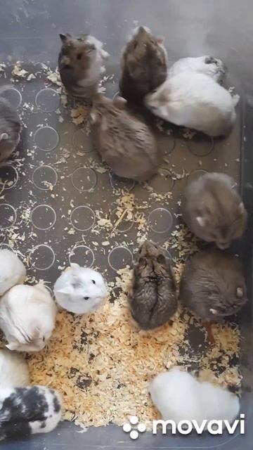 Хомяки из Страны Чудес #pets #love #животные #хомяк #грызуны #москва #ручнойхомяк #питомецдляребенк смотреть онлайн